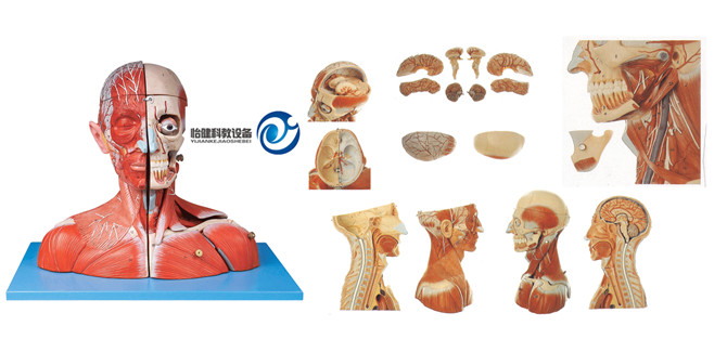 头颈部血管神经附脑模型